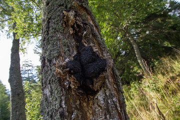 Chaga Mushroom in a Birch
