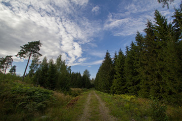 Fototapeta na wymiar Rroad in the forest