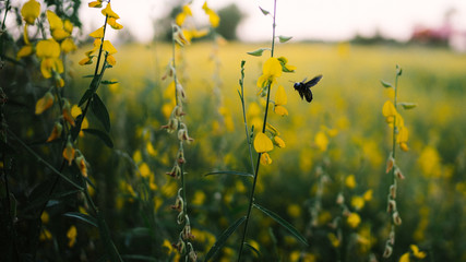 Obraz premium Flower