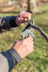 Gardening work in spring time. Garden secateur in man hands