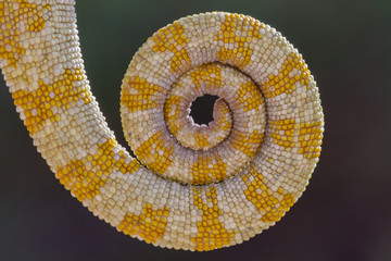 tail of a chameleon