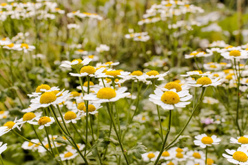 Kamillenbl&uuml;ten im Garten