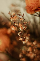 Nahaufnahme getrocknete Blüten