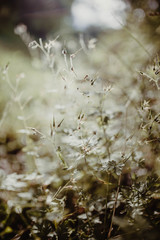 Abstraktes Hintergrundbild Natur Nahaufnahme