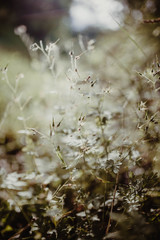 Abstraktes Hintergrundbild Natur Nahaufnahme