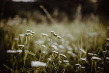 Wildblumenwiese Natur Hintergrundbild