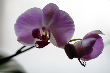 Pink Orchid near the winter window