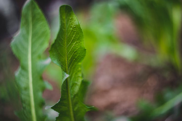 Leaf green
