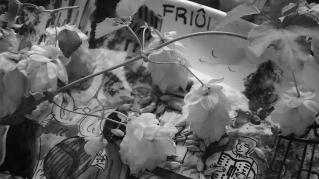 Humulus lupulus ft7109_0054