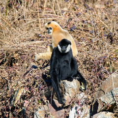 Common gibbon, White-handed gibbon