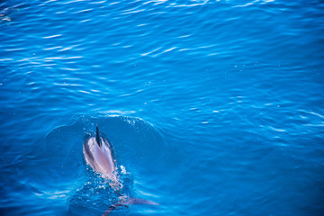 Whitsunday Islands, Australia
