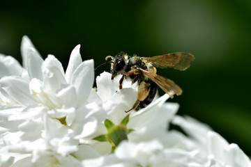 Bee honeymoon flies on blooming flowers and collecting pollen