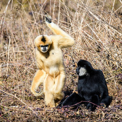 Common gibbon, White-handed gibbon © milanvachal