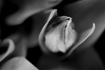 Abstraktes Foto von einer Knospe einer Tulpe