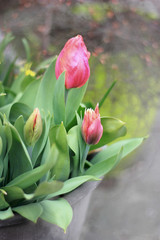 Tulpen blühen im Garten, Hintergrundbild