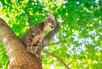 portrait of a beautiful cute striped the cat sits high on a green bright tree trunk in a sunny spring garden and looks into the distance