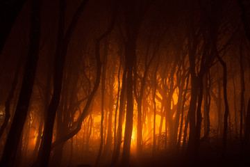Misty Forest Fire