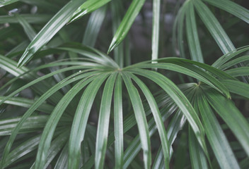 Tropical green leaves background. Nature, plan and freshness concept
