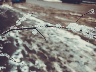 Sprig of a tree, frozen snow. Snow on the street of the city. The beginning of winter in Bakuriani