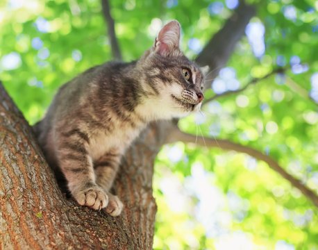 portrait of a beautiful cute striped the cat sits high on a gree