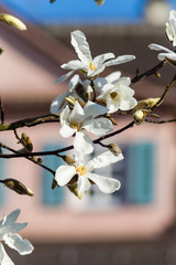 magnolia blossom on front of buildings facades
