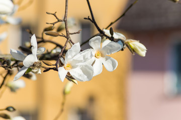 magnolia blossom on front of buildings facades