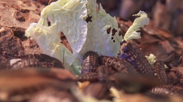 Madagascar cockroaches in a terrarium. Nutrition and breeding of tropical cockroaches 