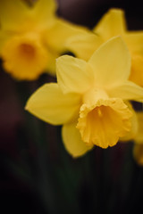 Osterglocken, Narzissen blühen im Frühlingsgarten