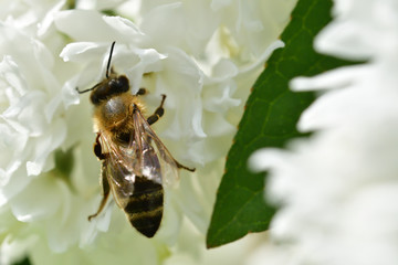 Macro Bee polinating flower in blossom 