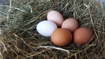 Eggs in hay. Preparation for Easter. Farm lifestyle in the countryside, fresh eggs from the farm in the countryside.