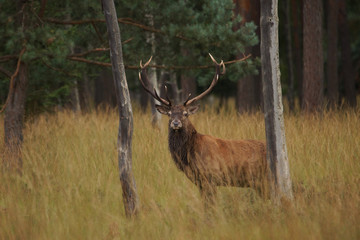jeleń szlachetny byk © damian