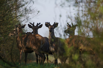 jeleń szlachetny byk © damian