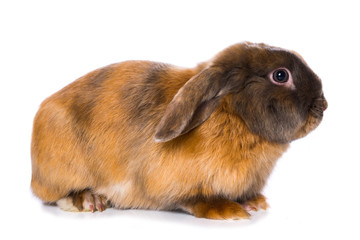 Brown satin rabbit from the side on white background