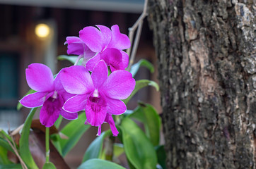 Beautiful pink Orchid flowers in the garden.