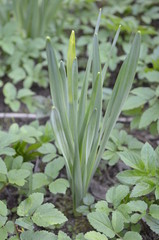 Obraz premium sprout