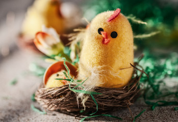 Easter yellow chicken in the nest. Various variants