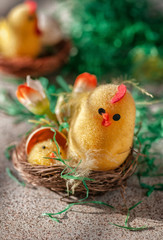 Easter yellow chicken in the nest. Various variants