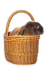Rabbit in a basket
