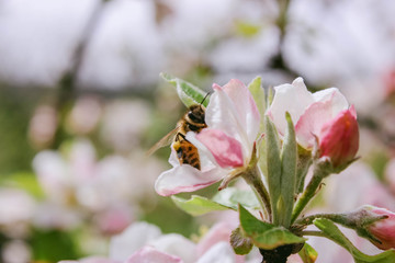 Biene an Apfelblüten im Frühling