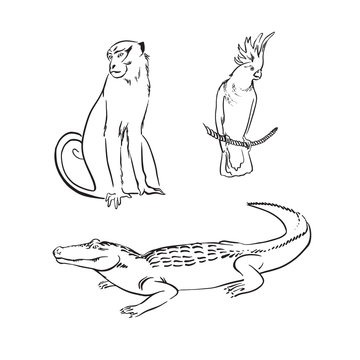 Hand drawn sketch animal set with crocodile, monkey and parrot. Vector black ink drawing illustration isolated on white background