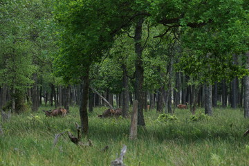 jeleń szlachetny byk © damian
