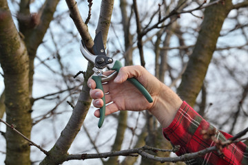 Agriculture, pruning in orchard
