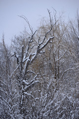 Snow covered trees