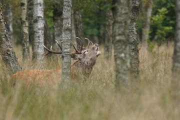 jeleń szlachetny byk © damian