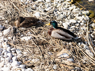 couple of ducks resting