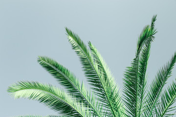 Palm green leaves. Natural texture background with copy space.