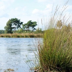 water and grass in the cross border park the Zoom and Kalmthout heath in Belgium, the Netherlands