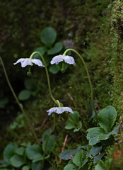 Wintergreen, Boulder-White Cloud Wilderness