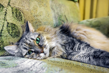 Naklejka na ściany i meble cat lying on the couch