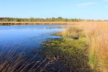 Obraz premium swamp in the cross border park the Zoom and Kalmthout heath in Belgium, the Netherlands